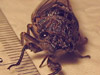 Cicada from San Carlos, CA