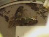 T. pruinosus cicadas from Topeka, KS
