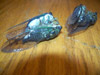 Cross-mating tibicen cicadas