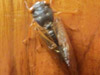 Brood XIX periodical cicada from Taylorville, IL