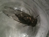 Tibicen canicularis cicada Brockton, MA.