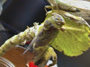 Tibicen auriferus male cicada from Topeka, KS