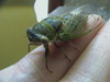 Tibicen auriferus male cicada from Topeka, KS