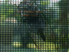 Tibicen cicada in Clarksville, TN