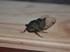 Tibicen cicada from Scarborough, ME