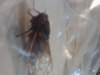 Brood XIV Straggler cicada