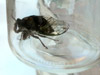 Tibicen lyricen cicada from Shelton, CT