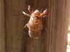 Tibicen Cicada Shell found in Concord, NH