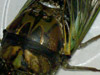 Tibicen lyricen cicada