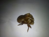 Cicada cast-off nymphal skin