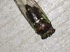 Adult tibicen lyricen cicada