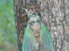 Tibicen lyricen teneral cicada