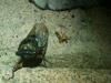 Cicadas tibicen lyricen