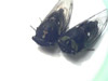 Cicadas stung by cicada killers
