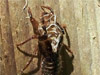 Cicada exuvum from Mill Valley, Ca.