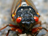 Brood II periodical cicadas